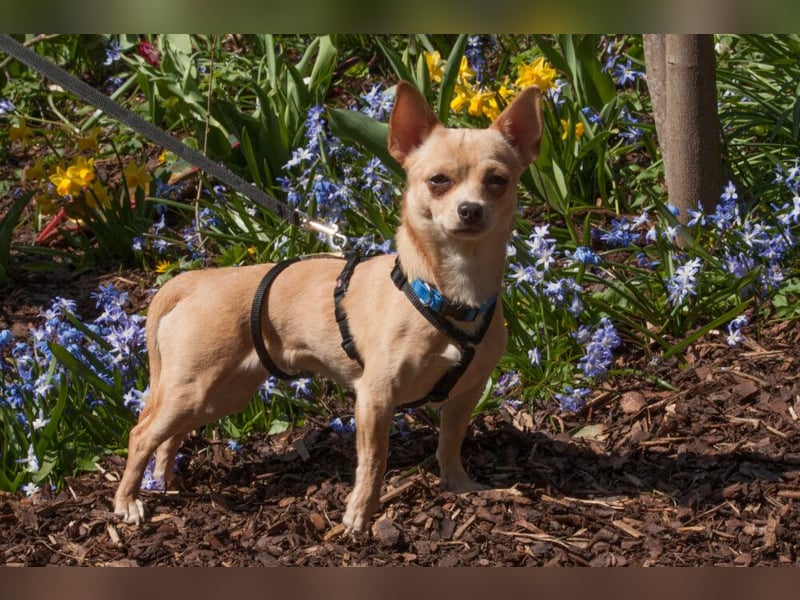 Madita - liebt Kuscheln und Spielen - Tierhilfe Franken e.V.