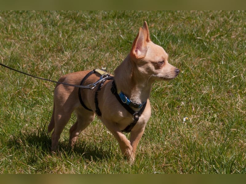 Madita - liebt Kuscheln und Spielen - Tierhilfe Franken e.V.