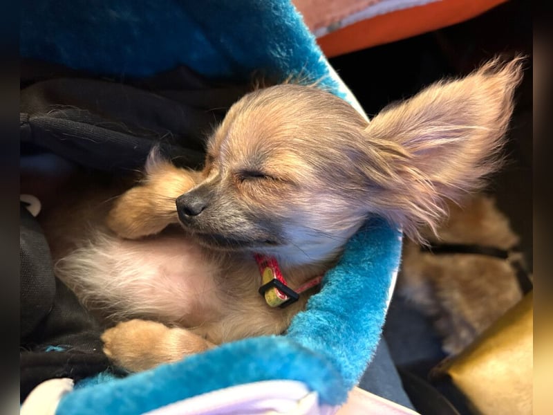 Klein Tommy - liebt Kuscheln und Streicheleinheiten - Tierhilfe Franken e.V.