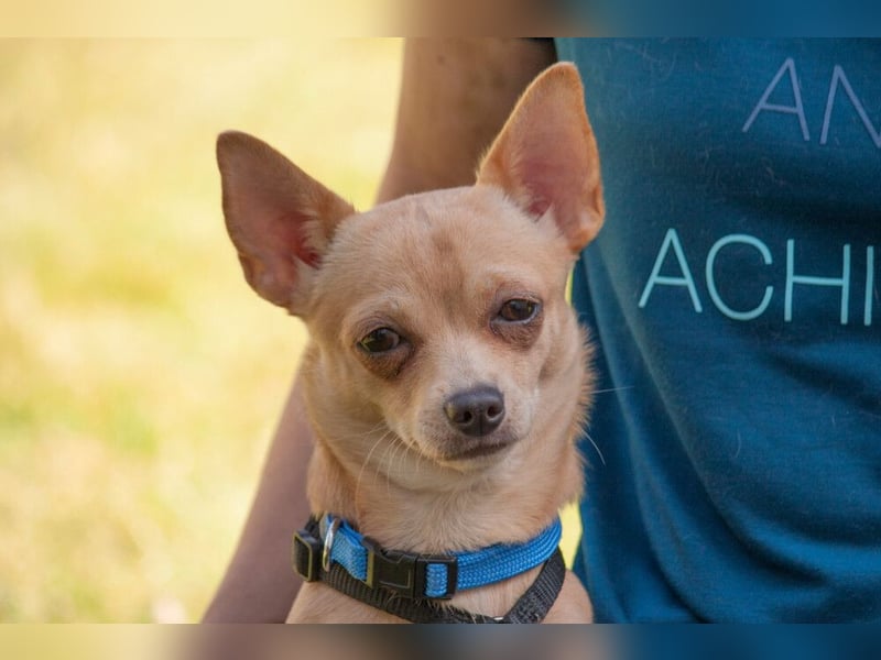 Madita - liebt Kuscheln und Spielen - Tierhilfe Franken e.V.