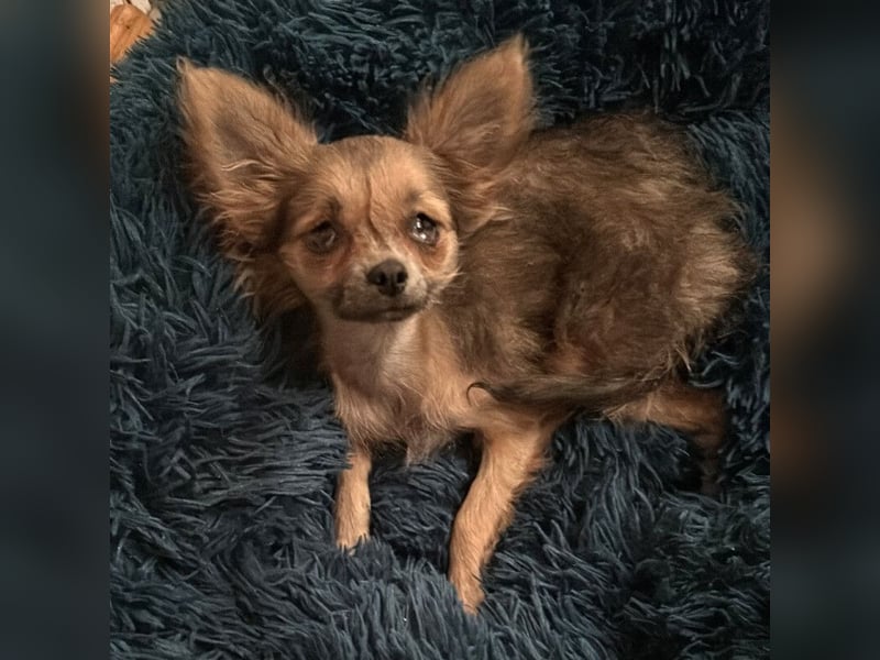 Klein Tommy - liebt Kuscheln und Streicheleinheiten - Tierhilfe Franken e.V.