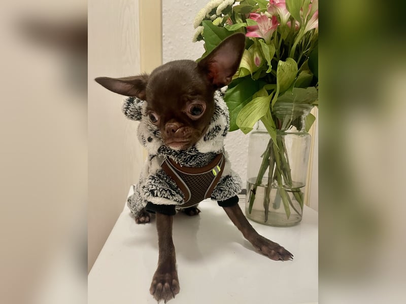 Hübscher Chihuahua Rüde in chocolate-tan