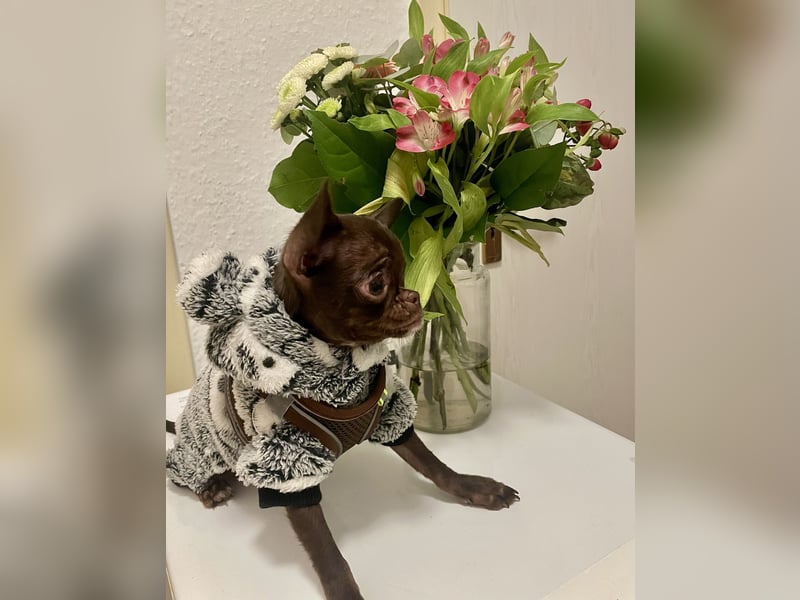 Hübscher Chihuahua Rüde in chocolate-tan