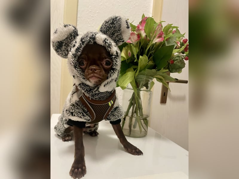 Hübscher Chihuahua Rüde in Chocolate-tan