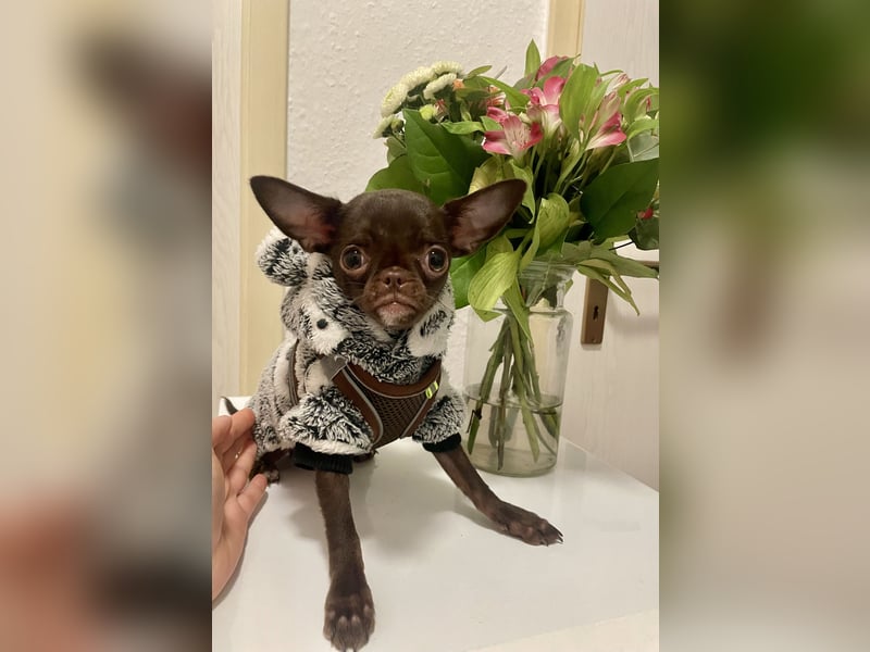 Hübscher Chihuahua Rüde in chocolate-tan