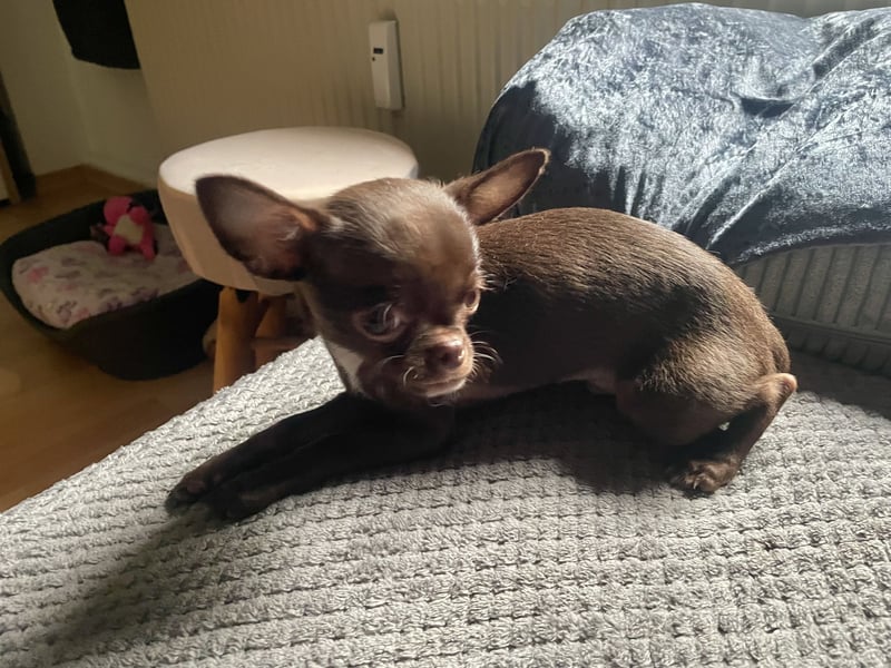 Hübscher Chihuahua Rüde in chocolate-tan
