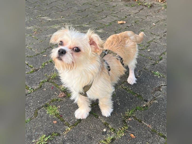 Poppy