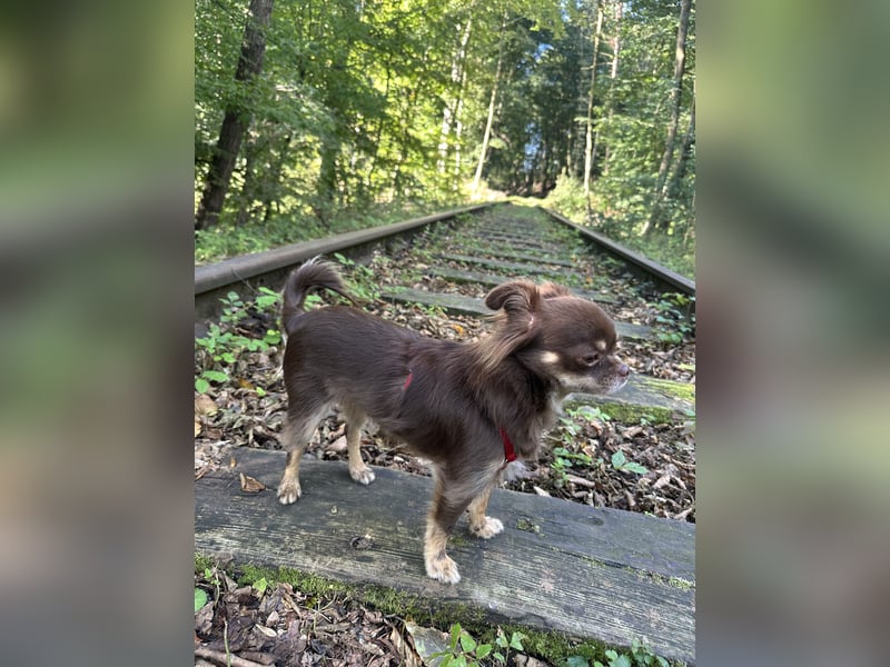 Chihuahua Hündin 2 Jahre alt Chihuahua Hündin 2 Jahre alt