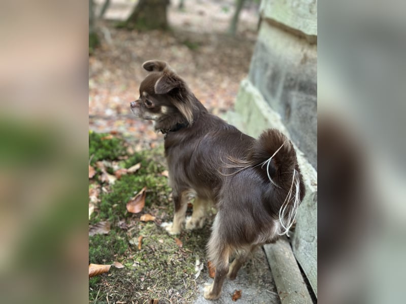 Chihuahua Hündin 2 Jahre alt