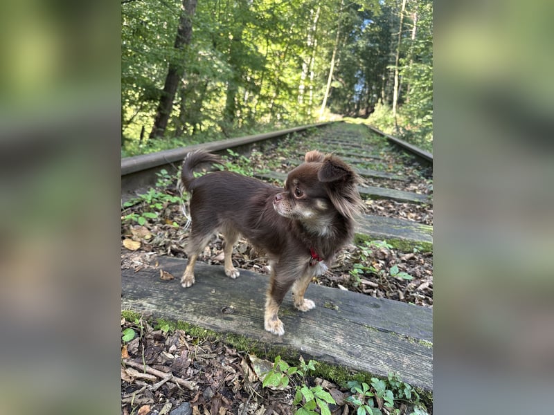 Chihuahua Hündin 2 Jahre alt Chihuahua Hündin 2 Jahre alt