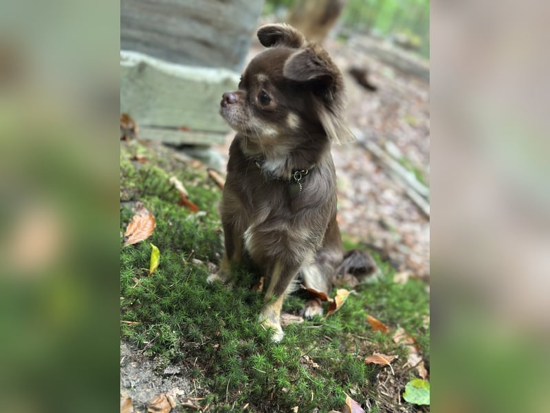 Chihuahua Hündin 2 Jahre alt Chihuahua Hündin 2 Jahre alt