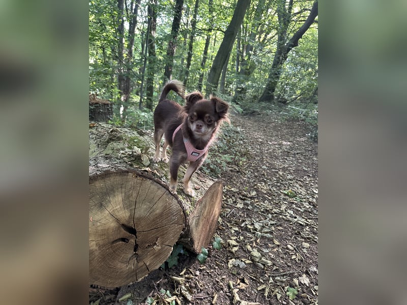 Chihuahua Hündin 2 Jahre alt Chihuahua Hündin 2 Jahre alt