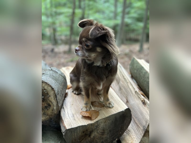 Chihuahua Hündin 2 Jahre alt Chihuahua Hündin 2 Jahre alt