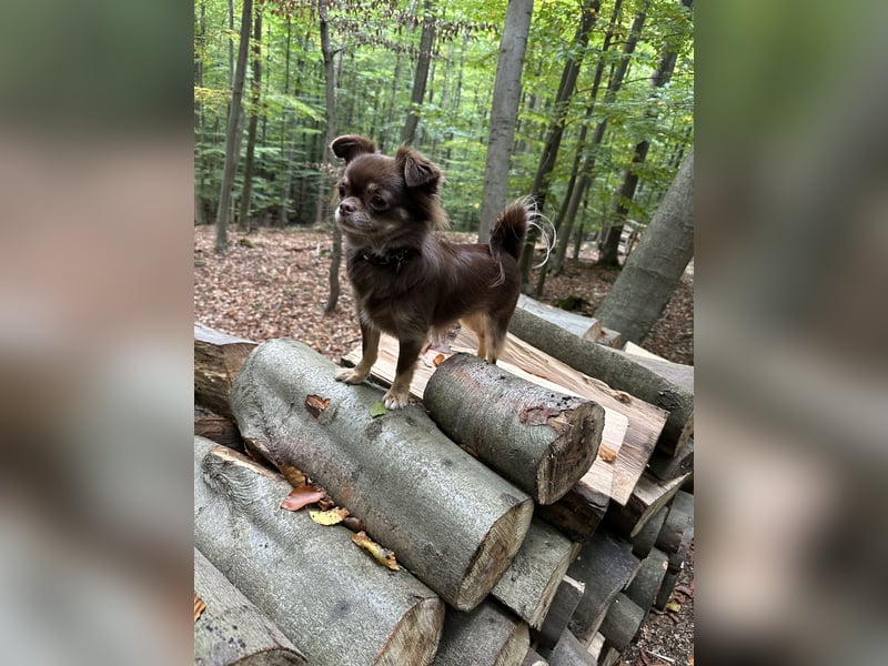 Chihuahua Hündin 2 Jahre alt