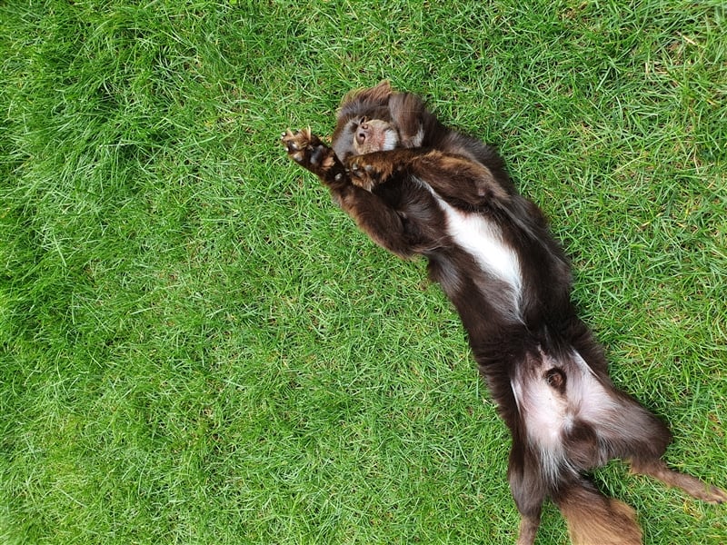 Chihuahua Deckrüde