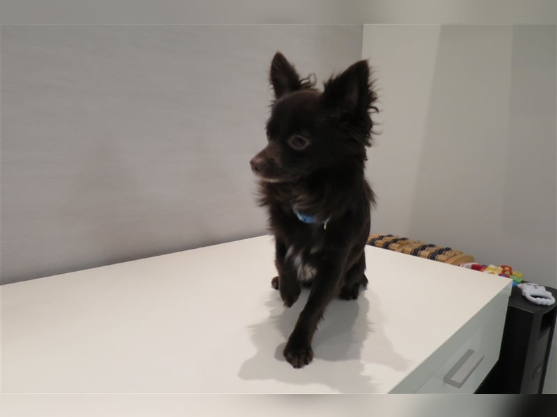 Chihuahua Deckrude
