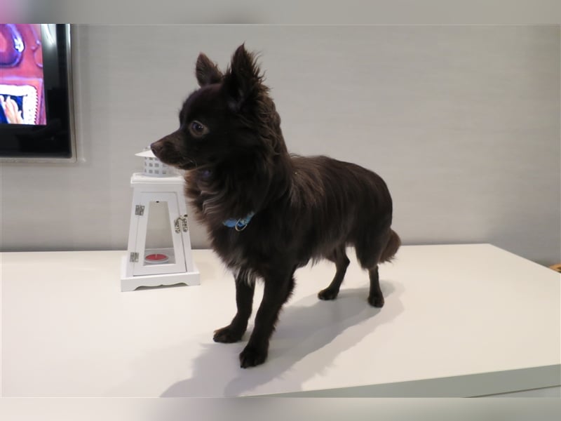 Chihuahua Deckrude
