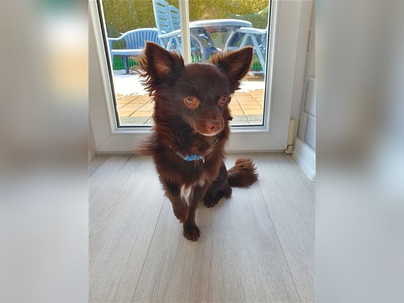 Chihuahua deckrüde