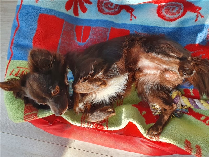 Chihuahua Deckrude