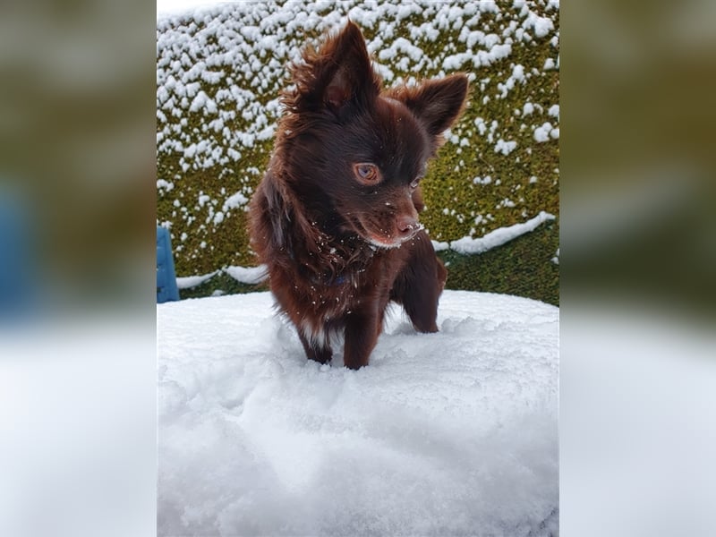 Chihuahua deckrüde