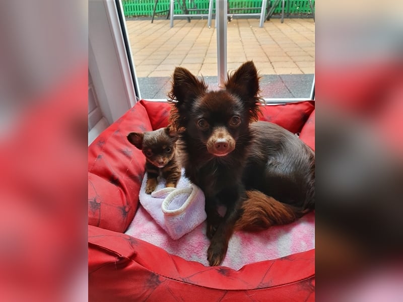 Chihuahua deckrüde