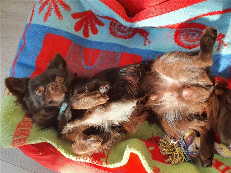 Chihuahua deckrüde