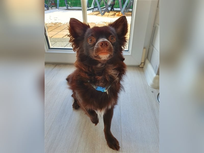 Chihuahua Deckrude