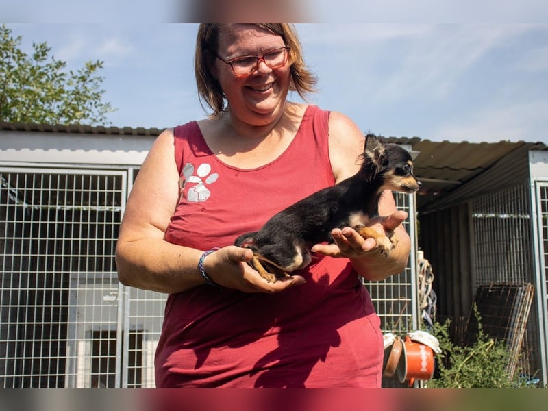 Pocok, hübscher Chihuahua Welpe geb. 2025