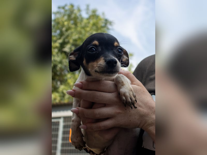 Pompom, verspielter kleiner Chihuahua, geb. 05/2025