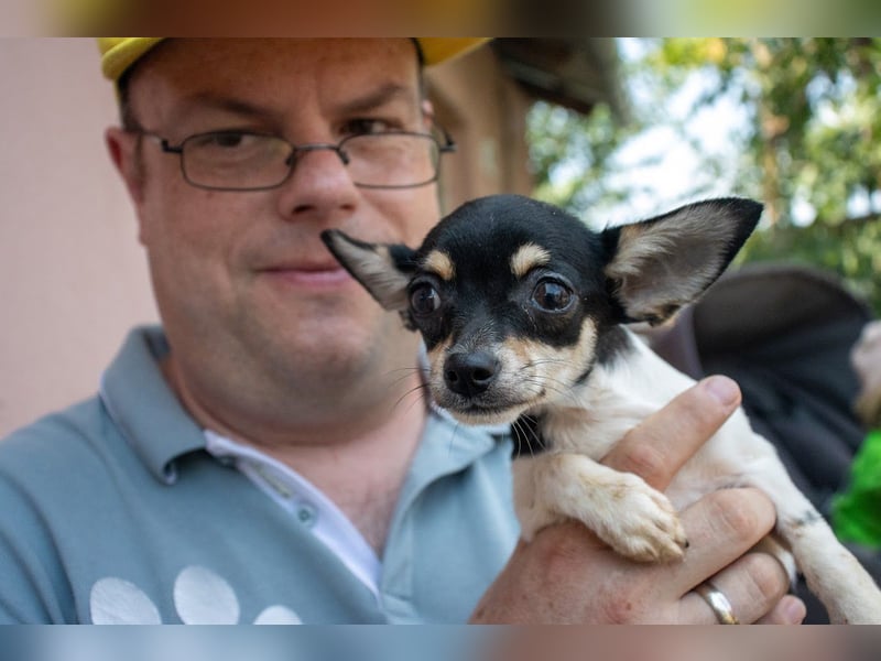Marci, hübscher Chihuahua Welpe. geb. 2025