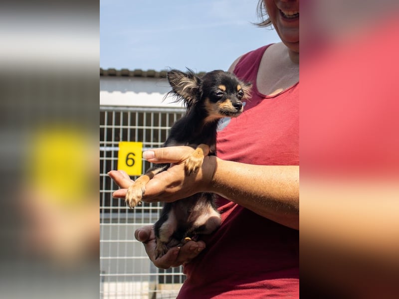 Pocok, hübscher Chihuahua Welpe geb. 2025