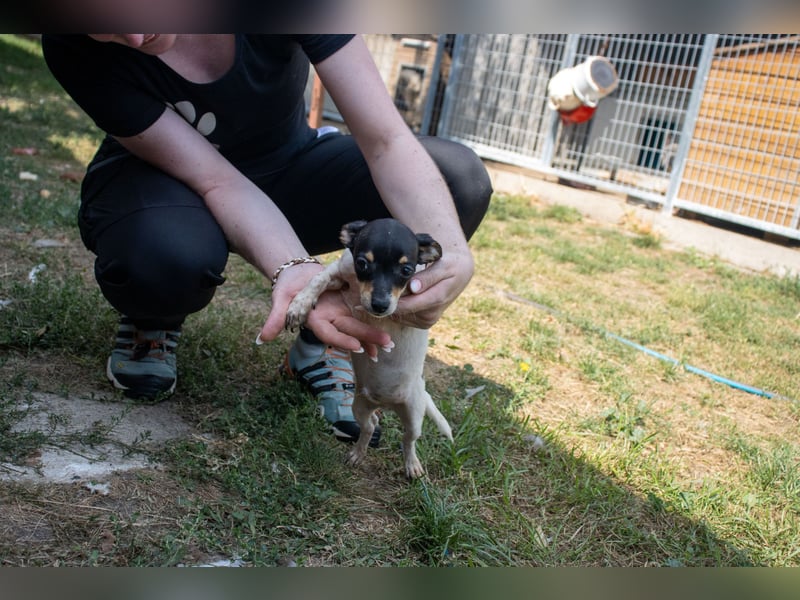Pompom, verspielter kleiner Chihuahua, geb. 05/2025