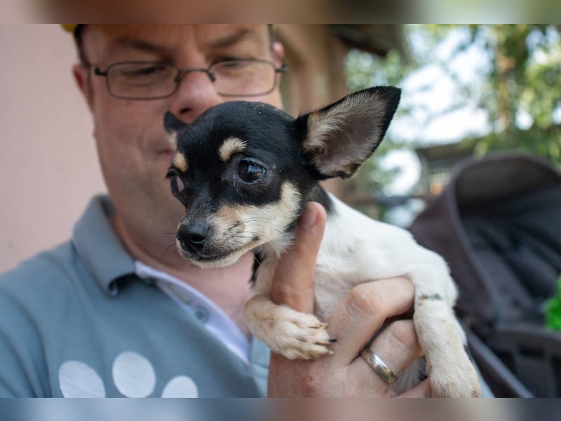 Marci, hübscher Chihuahua Welpe. geb. 2025