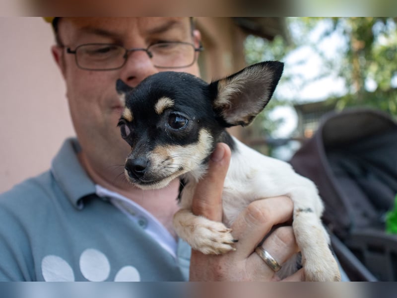 Marci, neugieriger kleiner Chihuahua-Junge, geb. 05/2025