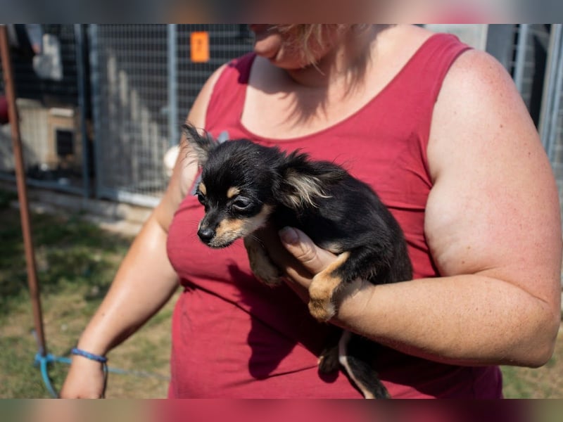 Pocok, hübscher Chihuahua Welpe geb. 2025