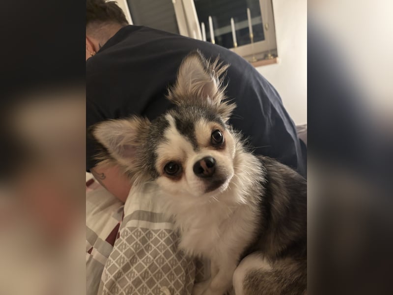Chihuahua Rüde
