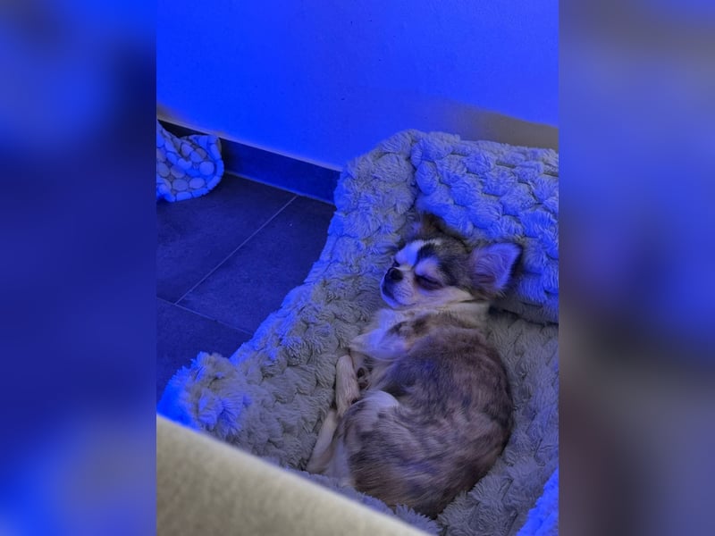 Chihuahua Rüde