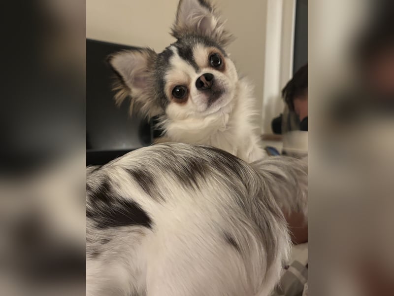 Chihuahua Rüde