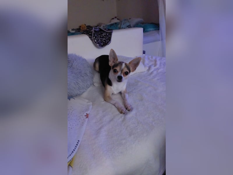 Lieber Chihuahua sucht ein neues Zuhause