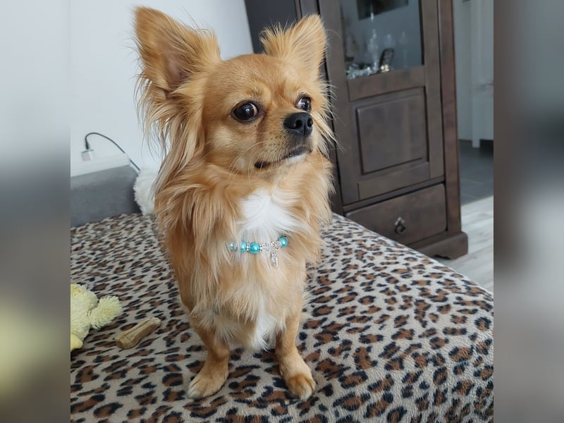 Chihuahua Deckrüde