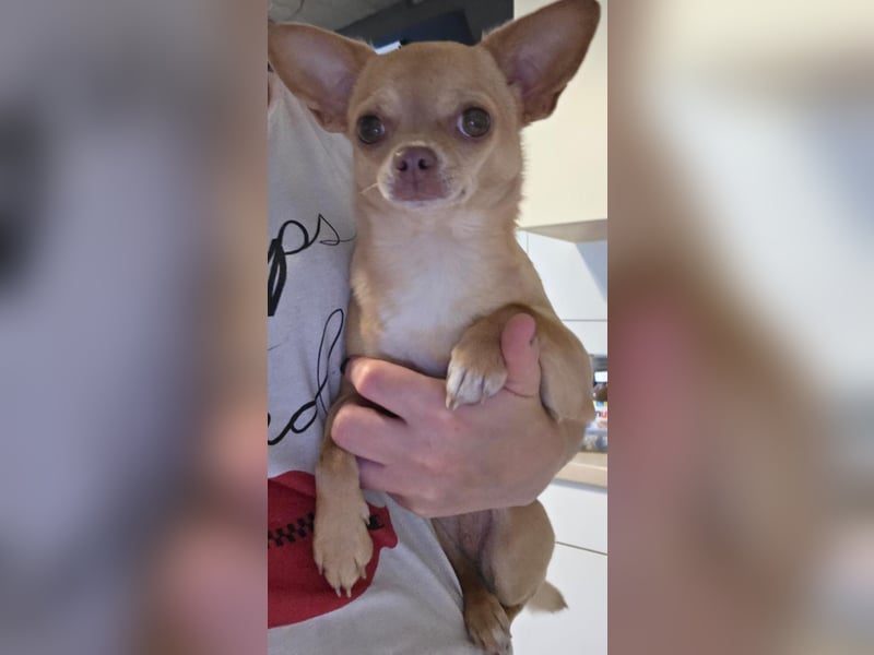 Chihuahua-Hündin