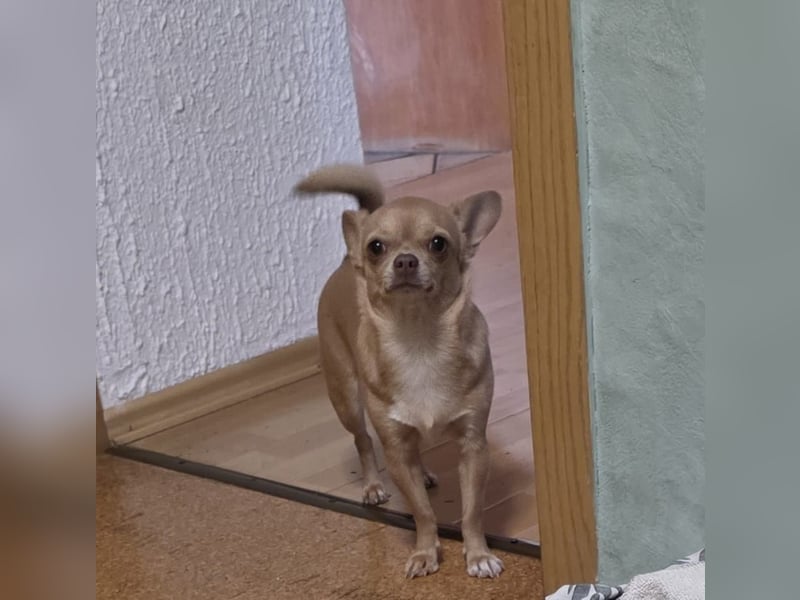 Chihuahua-Hündin