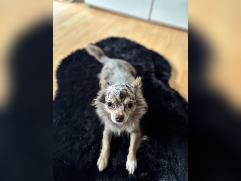 Milo sucht ein neues Zuhause