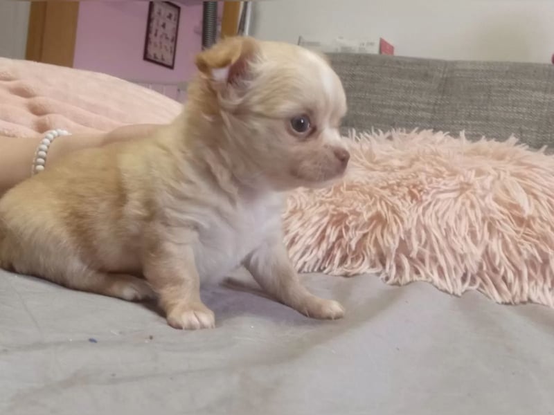 Chihuahua Welpen reinrassig langhaar