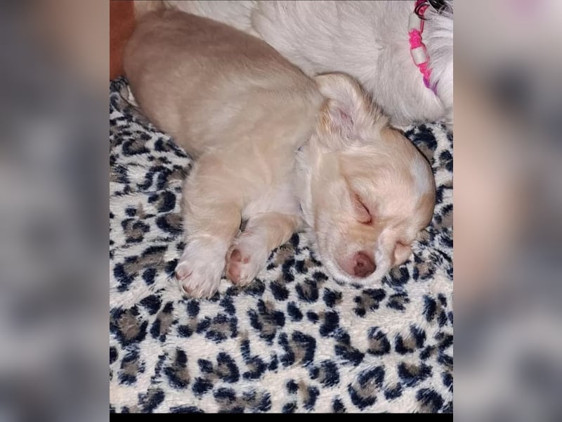 Chihuahua Welpen reinrassig langhaar