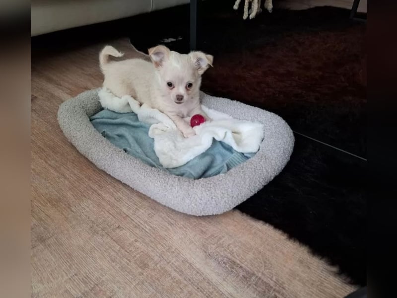 Chihuahua Welpen reinrassig langhaar