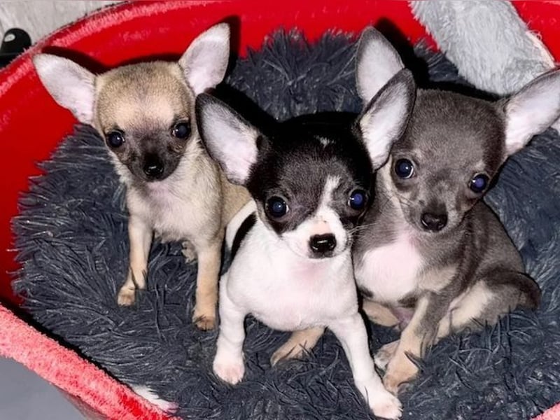 Chihuahua  Hündin – geimpft, entwurmt, gechipt, mit EU-Heimtierausweis Chihuahua  Hündin – geimpft, entwurmt, gechipt, mit EU-Heimtierausweis