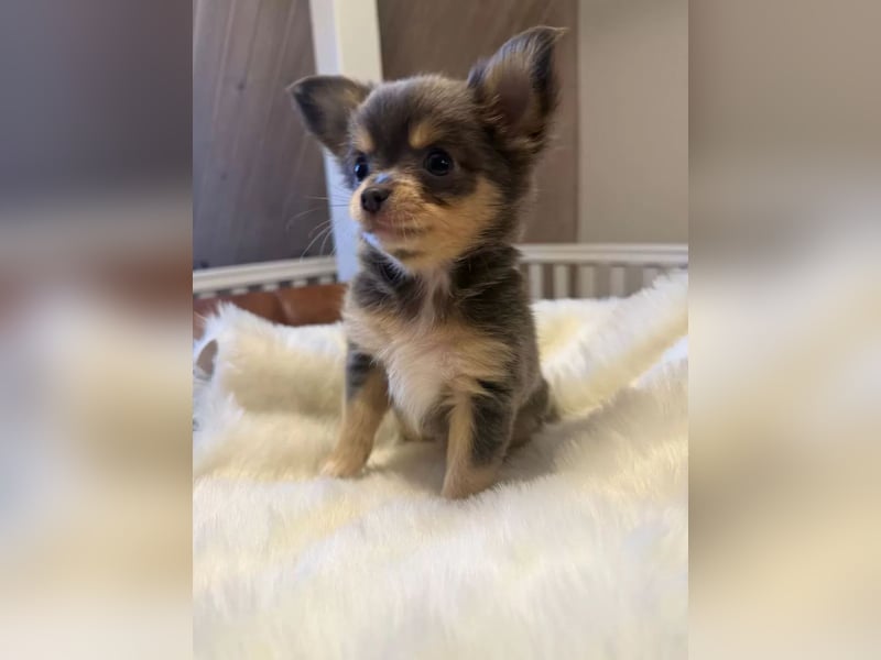 Chihuahua Hündin – geimpft, entwurmt, gechipt, mit EU-Heimtierausweis