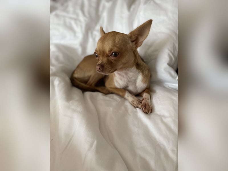 Chihuahua