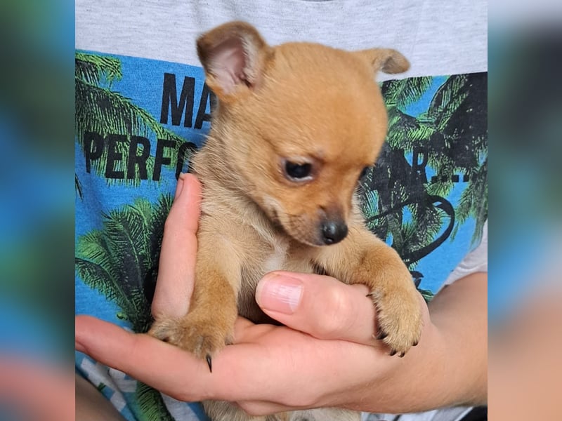 Chihuahua Mix Hundewelpen